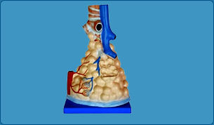 Pulmonary Alveoli Model