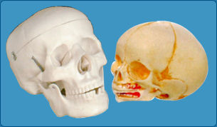 Skulls and Infat Skulls