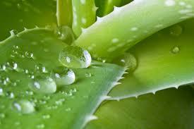 Aloe Vera 200x Spray Dried and Freeze Dried Powder