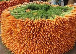 Fresh Carrots