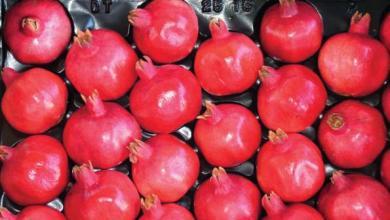 Pomegranate Farming Consultant Service