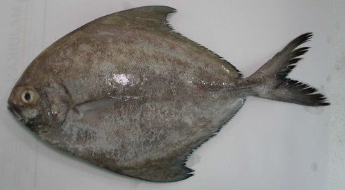 Frozen Chinese Pomfret