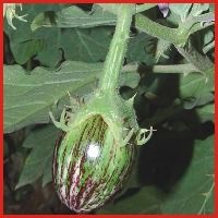 Brinjal