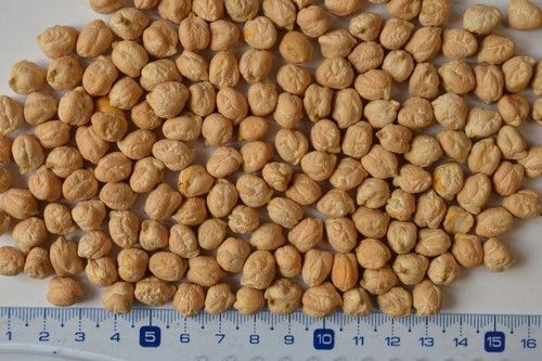 chickpeas