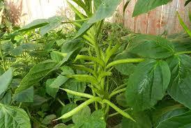 Cluster Bean Seed - Green, Lathy & Long Fruits Measuring 6-12 cm | Best Quality for Optimal Growth