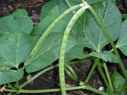 Cow Pea Seed - Milky White, 12-15 cm Length, 5 mm Diameter | 1st Harvest in 48-50 Days, Defect-Free and Fungal Resistant