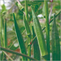 Okra Seeds - Organic, High-Yield, Weather Resistant | Pure Green Long Fruits in Hygienic Packaging