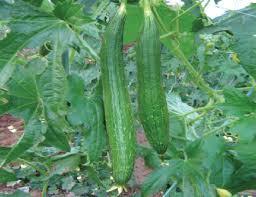 Sponge Gourd Seed