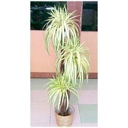 Draceneaa Artificial Plants