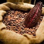 Cocoa Beans