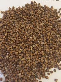 Coriander Seed