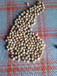 White Chickpeas