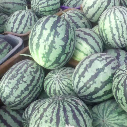 Hybrid Watermelon