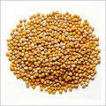 Yellow Mustard Seeds