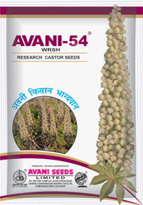 Castor Seeds (AVANI 54WRSH)