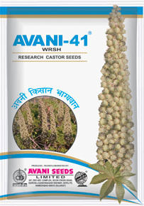 Hybrid Castor Seeds (AVANI 41WRSH)