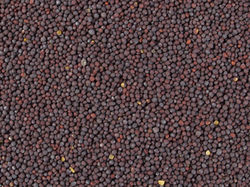 Mustard Seed - 1-2 mm Diameter, Yellowish White to Black Color | Rich in Omega-3 Fatty Acids, High-Quality Spices for Oil Extraction and Culinary Uses