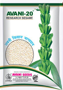 Research Sesame Seeds (AVANI 20)