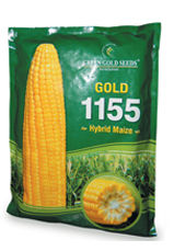 Hybrid Maize