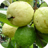 Guava