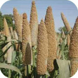 Millets