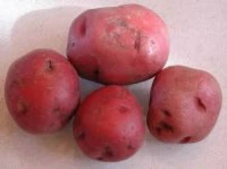 Lady Rosetta Lr Seed Potato
