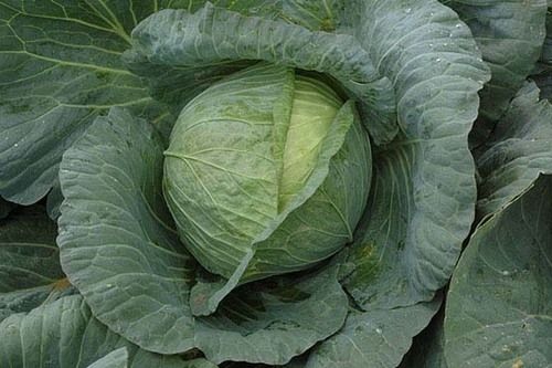 Cabbage