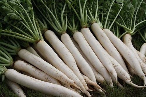 White Radish