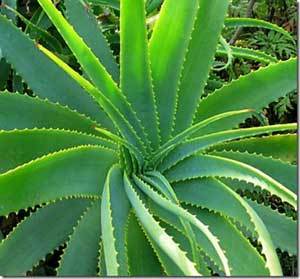  Aloe vera