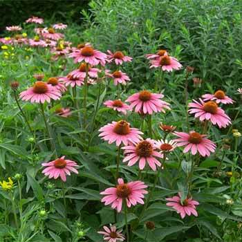 Echinacea