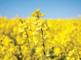 Rapeseed