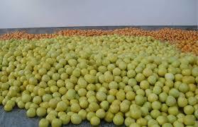 Fresh Pomelo Fruit