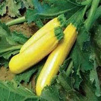 Zucchini Yellow Squash