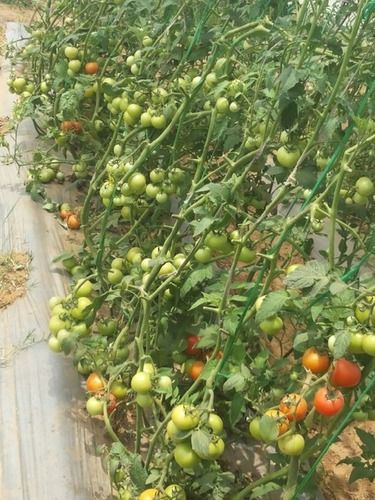 Hybrid Tomato Plants