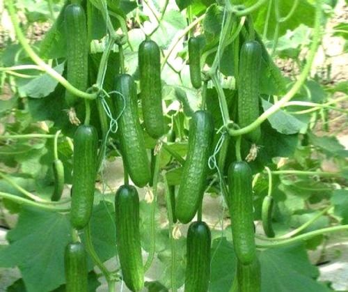 Hybrid Cucumbers And Plants