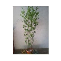 Super Absorbent Bamboo Shoot 8 Feet Trees