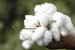 Raw Cotton Bales