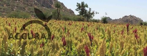 Amaranth Seeds