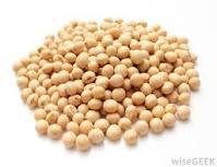 Soybean