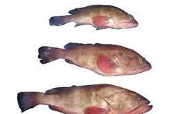 Reef Cod Fish - Premium Quality , Fresh & Healthy Taste with Hygienic Packing & Long Shelf Life