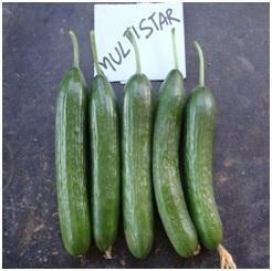 Multistar F1 Cucumber Seed