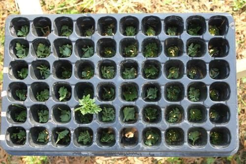 Seedling Tray