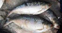 Frozen Hilsa Fishes