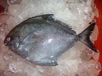 Frozen Pomfret Fishes