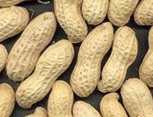 Groundnut