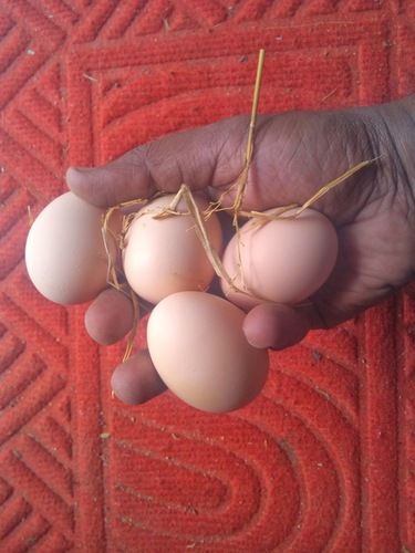 Kadaknath Egg 