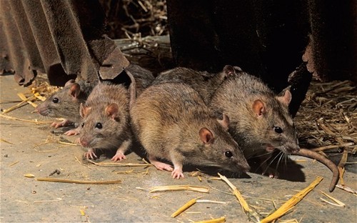Rats Control Service By Petra Pest Management Ludhiana