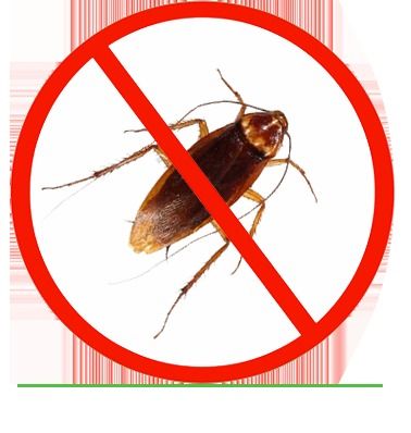 Cockroaches Pest Control Services