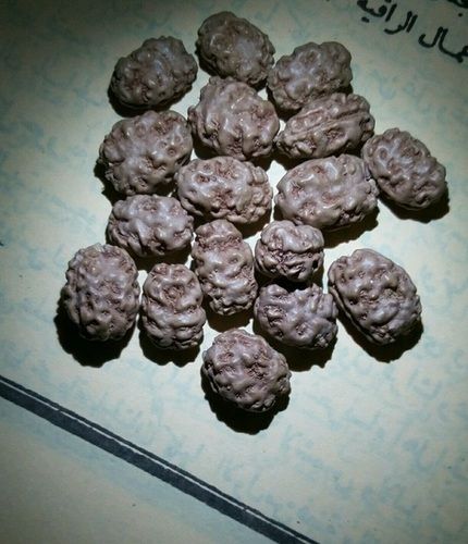 Seeds Original 2 Mukhi Rudraksha Beads Java