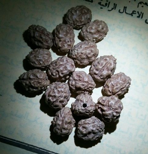 Original 3 Mukhi Rudraksha Beads Java